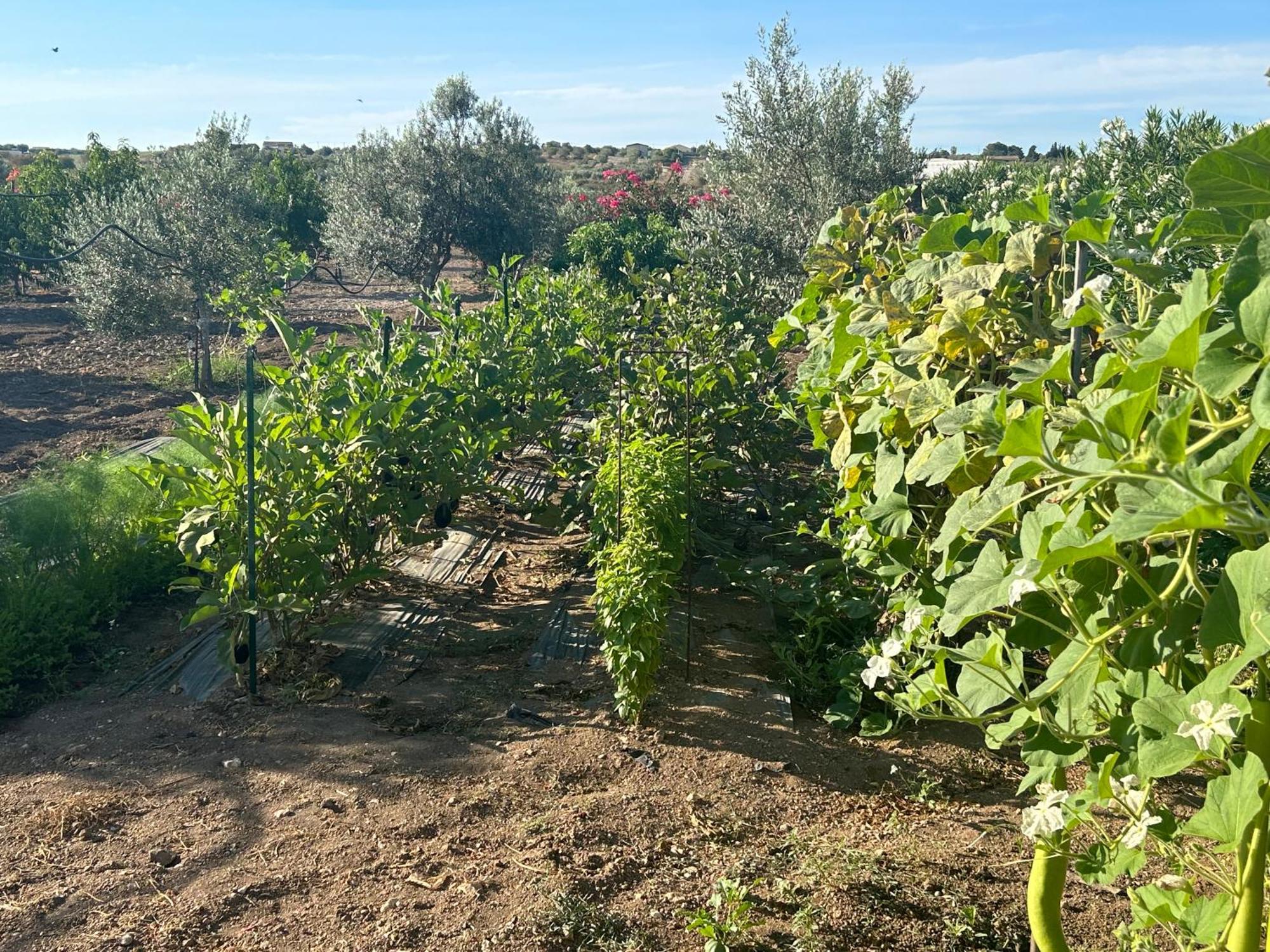Baglio Il Gelso E L'Ulivo Appartamento Il Carrubo Reitani Exteriör bild