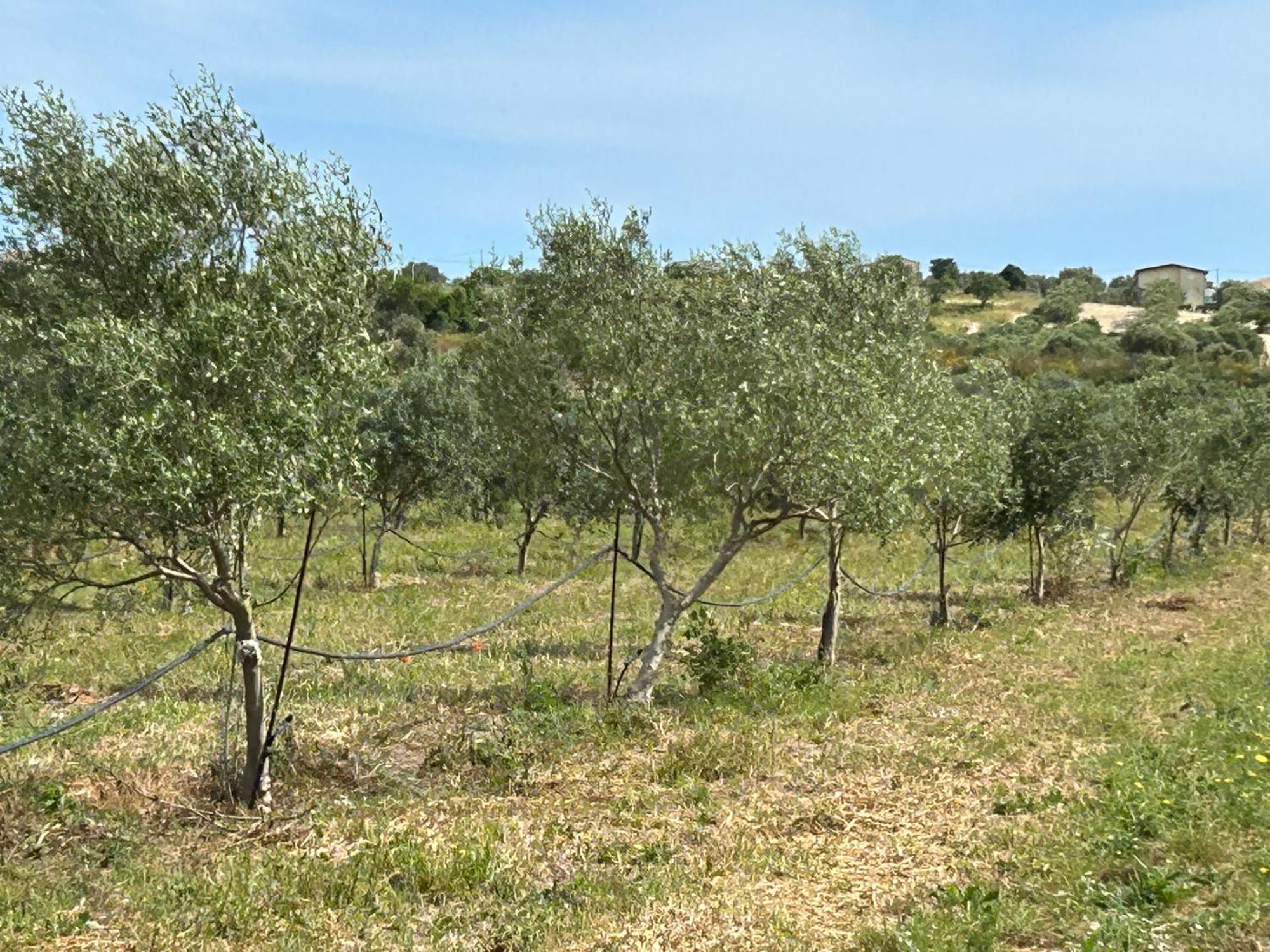 Baglio Il Gelso E L'Ulivo Appartamento Il Carrubo Reitani Exteriör bild